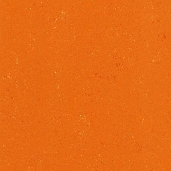 131-170 kumquat orange